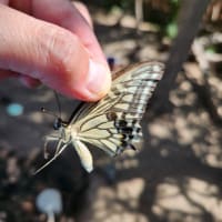 ィヨコスカの上州屋でブランニュウ・ロッドをゲトる