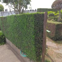 岳父宅の庭木剪定