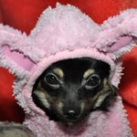 ウサギ年近し、モデルは眠いだけ・・・