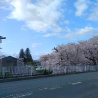 今朝の桜（西大橋上流→旭橋上流→夕顔瀬橋たもと→天昌寺→前潟保育園）
