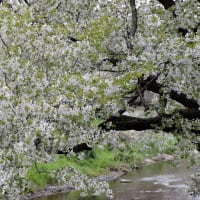 野川の春