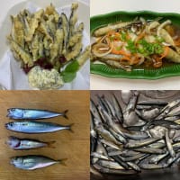 2025年5月6日【北条湾釣行】数ヶ月ぶりに姿を見せてくれた釣りのお供の茶トラ猫達