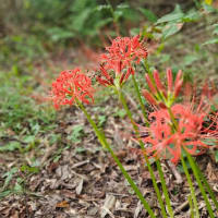 またしても菊水山と謎の白い毛虫。