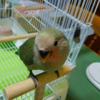 グリちゃん、少食です。