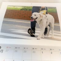 盲導犬のカレンダー　“　１２月　” 