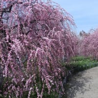 和泉リサイクル環境公園の梅林（２０２５年３月１４日）