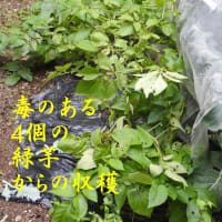 男爵と玉ねぎ　収穫