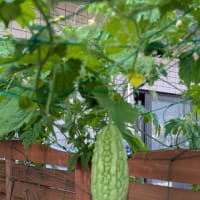 甘いお野菜