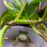 永遠の眠りへ