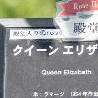 クイーン エリザベス〈Queen Elizabeth　バラ〉　