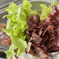 レタスの収穫がそろそろ終わりに近づきました。