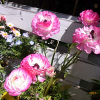 我が家の花達　　2025年4月　　318号
