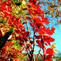 冬空に赤い木葉が頑張っている。ピラミッドアジサイ、ブルーベリー他。