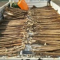 真竹の竹皮採集も終盤です。
