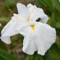 花しょうぶの彩りを楽しむ油ヶ渕の水辺と応仁寺-3
