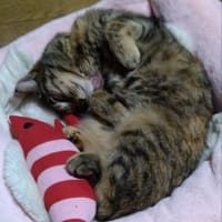 今日のブログ、落ちがありません💦