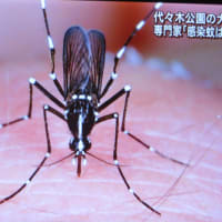 ９月６日　ヒトスジシマ～カデング熱が拡散、新宿でも