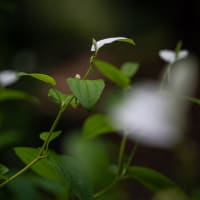 半夏生