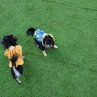 クリスマス2019❗れもん🐶えいと🐶