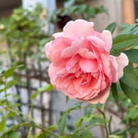 ワンダーな夏を超えて　〜今咲く花を見て思う〜