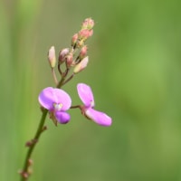 河川敷の 草地を行く