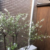 ユスラウメが満開❣️