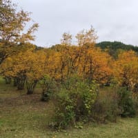 2024.10.26 群馬県吾妻郡中之条町　移動