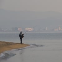 淡路島・枝垂れ梅