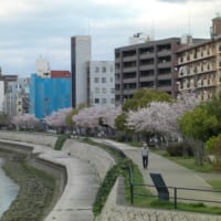 桜見物　散歩