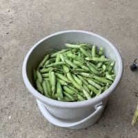 豊中の畑