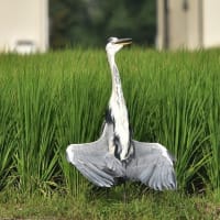 暑い・・