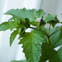 まだ見ぬ花