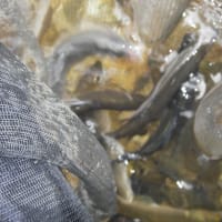 7/2-5 梅雨明けて天然遡上🐟魚の成長楽しみだがイマイチな北越三面川高根川でねー❓