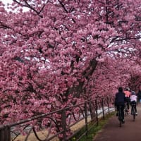 いつの間にか河津桜の季節になっていました