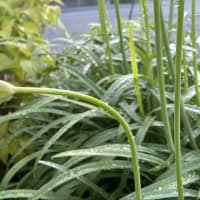 最後の同窓会