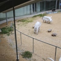 屋島アートどうぶつ園～ 海と森のむこうがわ③