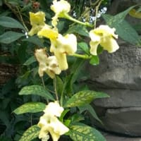 アメリカ　バンマツリ