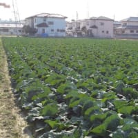 キャベツ 晩生らんぽうひかり、彩音追肥