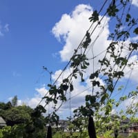 台風一過の雲