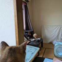 ハチ…ウチのコになるかい？🙄