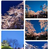 日本三大夜桜と言われている夜桜見に行きました。