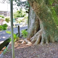 高知県南国市、十市「楠上神社のクスノキ」です！！