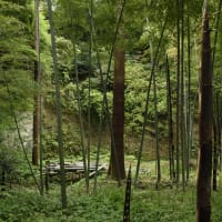 英勝寺の竹林