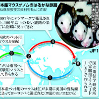 実験用マウス、祖先は江戸時代のペット　遺伝研が解明