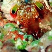 正面からみると