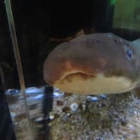 JT生命誌研究館にて（2）