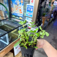 入荷水草　抽水水草！ミックス！