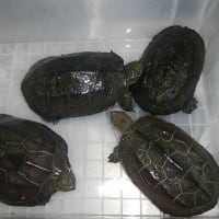 6月10日、うなぎ、すっぽん、石亀、クサガメなど