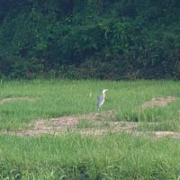 ＃鳥　でっかい　ビックリ