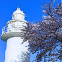 桜の灯台　満開